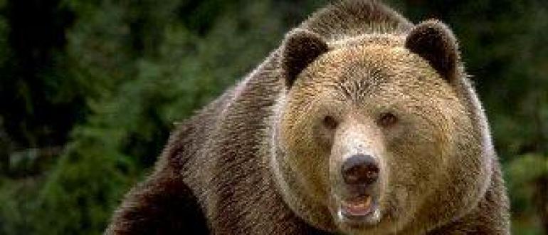 Какие бывают виды медведей и их образ жизни Медведь бурый строение
