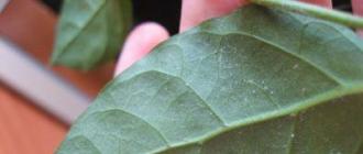 Как бороться с вредителями Бальзамина и реанимировать больное растение