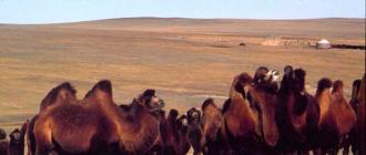 Верблюдоводство: основные отрасли и перспективы разведения