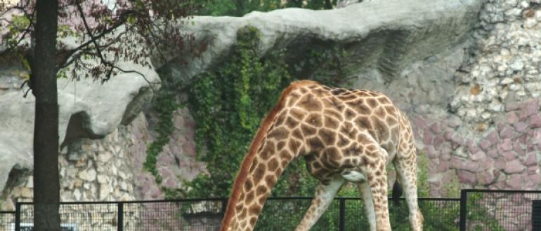 Жираф — самое высокое животное на Земле